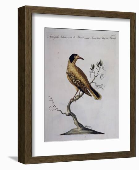 Yellow Starling (Indian or Bengal) (Sturnus Luteus Indicus-null-Framed Giclee Print