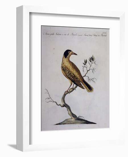 Yellow Starling (Indian or Bengal) (Sturnus Luteus Indicus-null-Framed Giclee Print