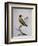 Yellow Starling (Indian or Bengal) (Sturnus Luteus Indicus-null-Framed Giclee Print