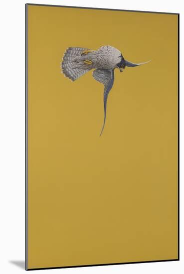 Yellow Stoop-Tim Hayward-Mounted Giclee Print