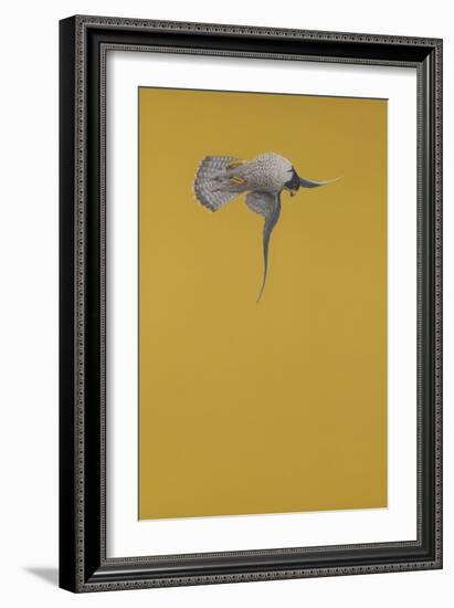 Yellow Stoop-Tim Hayward-Framed Giclee Print