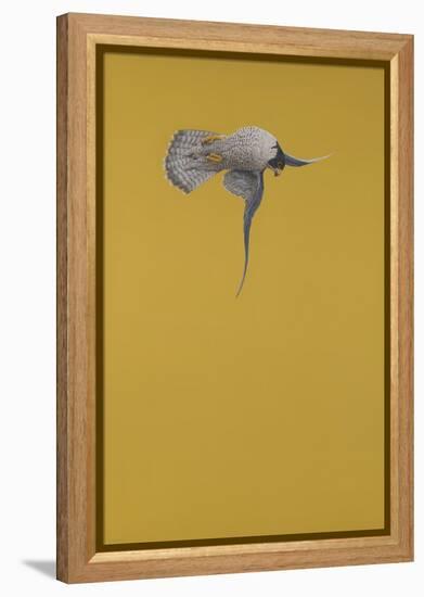 Yellow Stoop-Tim Hayward-Framed Premier Image Canvas