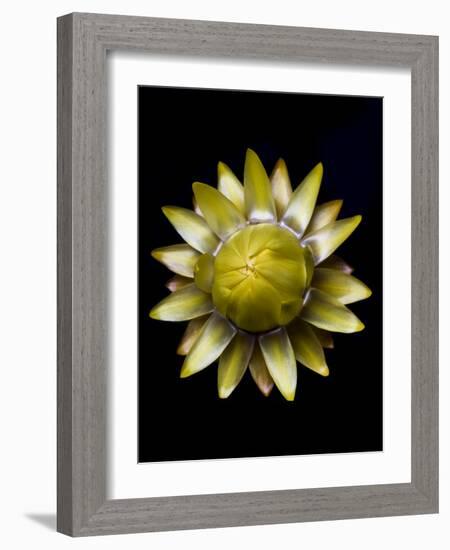 Yellow Straw Flower-Lori Hutchison-Framed Photographic Print