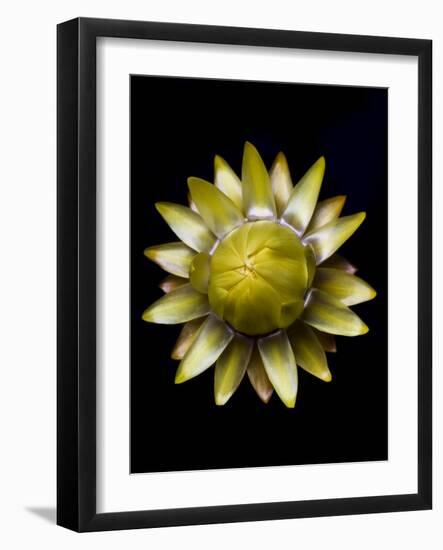 Yellow Straw Flower-Lori Hutchison-Framed Photographic Print