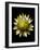 Yellow Straw Flower-Lori Hutchison-Framed Photographic Print