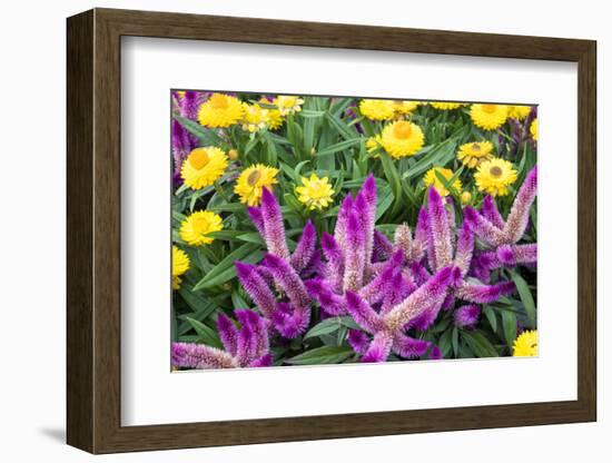 Yellow strawflowers and purple Celosia in garden, USA-Lisa S. Engelbrecht-Framed Photographic Print