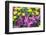 Yellow strawflowers and purple Celosia in garden, USA-Lisa S. Engelbrecht-Framed Photographic Print