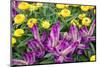 Yellow strawflowers and purple Celosia in garden, USA-Lisa S. Engelbrecht-Mounted Photographic Print