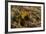 Yellow Streaked Tenrec (Hemicentetes Semispinosum) Madagascar-Inaki Relanzon-Framed Photographic Print