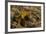 Yellow Streaked Tenrec (Hemicentetes Semispinosum) Madagascar-Inaki Relanzon-Framed Photographic Print