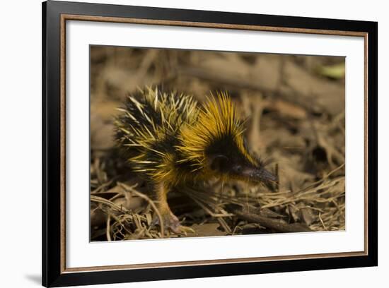 Yellow Streaked Tenrec (Hemicentetes Semispinosum) Madagascar-Inaki Relanzon-Framed Photographic Print