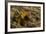 Yellow Streaked Tenrec (Hemicentetes Semispinosum) Madagascar-Inaki Relanzon-Framed Photographic Print