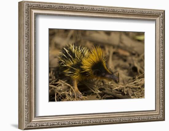 Yellow Streaked Tenrec (Hemicentetes Semispinosum) Madagascar-Inaki Relanzon-Framed Photographic Print