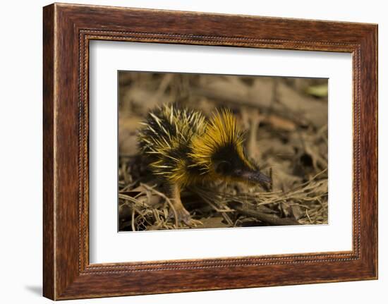 Yellow Streaked Tenrec (Hemicentetes Semispinosum) Madagascar-Inaki Relanzon-Framed Photographic Print