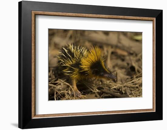 Yellow Streaked Tenrec (Hemicentetes Semispinosum) Madagascar-Inaki Relanzon-Framed Photographic Print