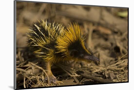 Yellow Streaked Tenrec (Hemicentetes Semispinosum) Madagascar-Inaki Relanzon-Mounted Photographic Print