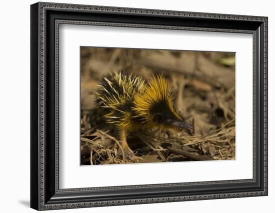 Yellow Streaked Tenrec (Hemicentetes Semispinosum) Madagascar-Inaki Relanzon-Framed Photographic Print