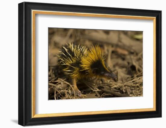 Yellow Streaked Tenrec (Hemicentetes Semispinosum) Madagascar-Inaki Relanzon-Framed Photographic Print