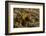 Yellow Streaked Tenrec (Hemicentetes Semispinosum) Madagascar-Inaki Relanzon-Framed Photographic Print