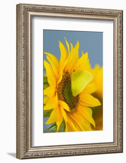 Yellow Sulfur Butterfly-Darrell Gulin-Framed Photographic Print