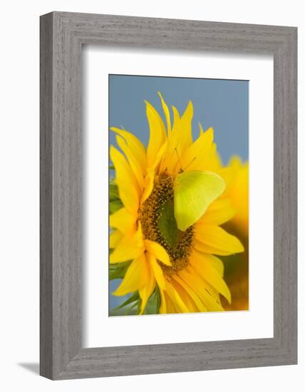 Yellow Sulfur Butterfly-Darrell Gulin-Framed Photographic Print