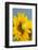 Yellow Sulfur Butterfly-Darrell Gulin-Framed Photographic Print