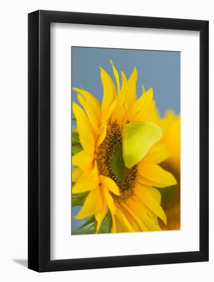 Yellow Sulfur Butterfly-Darrell Gulin-Framed Photographic Print