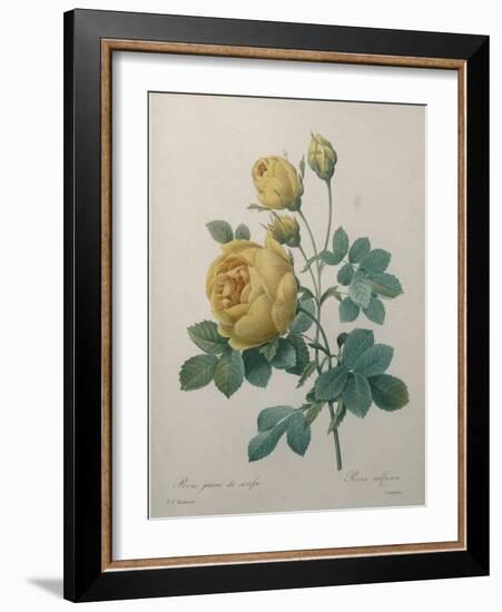 Yellow Sulphur-Pierre-Joseph Redoute-Framed Art Print