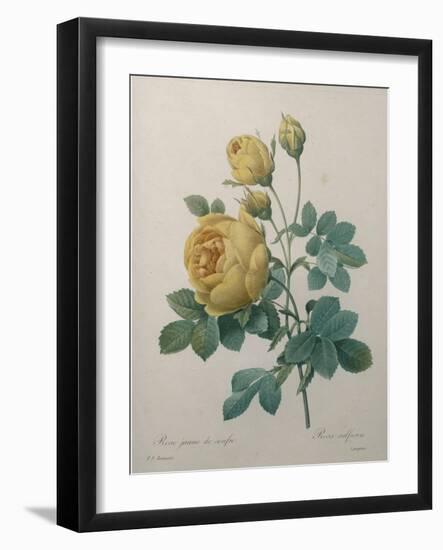 Yellow Sulphur-Pierre-Joseph Redoute-Framed Art Print