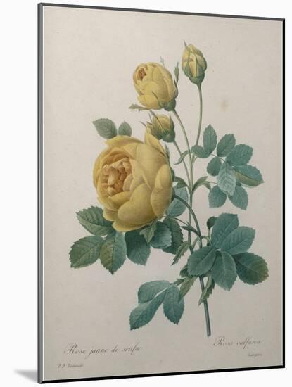 Yellow Sulphur-Pierre-Joseph Redoute-Mounted Art Print