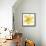 Yellow Summer Daisy-Susan Bryant-Framed Stretched Canvas displayed on a wall