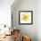 Yellow Summer Daisy-Susan Bryant-Framed Art Print displayed on a wall