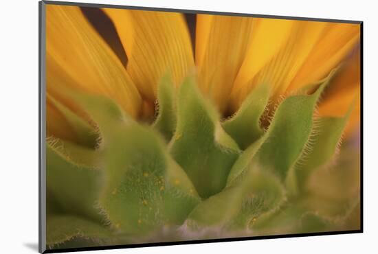 Yellow Sunflower Close-up-Anna Miller-Mounted Photographic Print