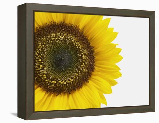 Yellow Sunflower-null-Framed Premier Image Canvas