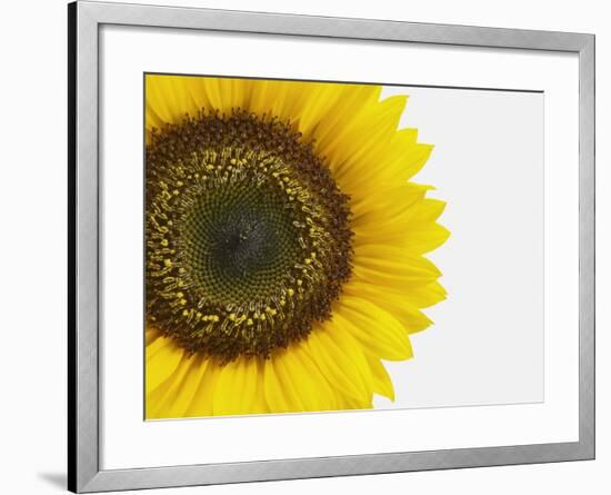 Yellow Sunflower-null-Framed Photographic Print