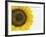 Yellow Sunflower-null-Framed Photographic Print