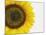 Yellow Sunflower-null-Mounted Photographic Print