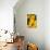 Yellow Sunflowers-Erin Berzel-Photographic Print displayed on a wall