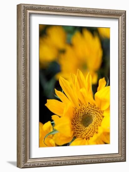 Yellow Sunflowers-Erin Berzel-Framed Photographic Print