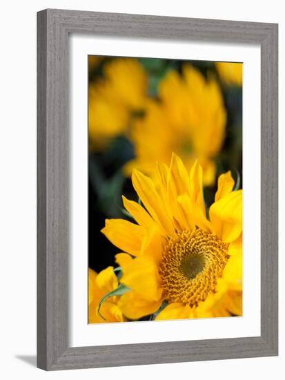 Yellow Sunflowers-Erin Berzel-Framed Photographic Print