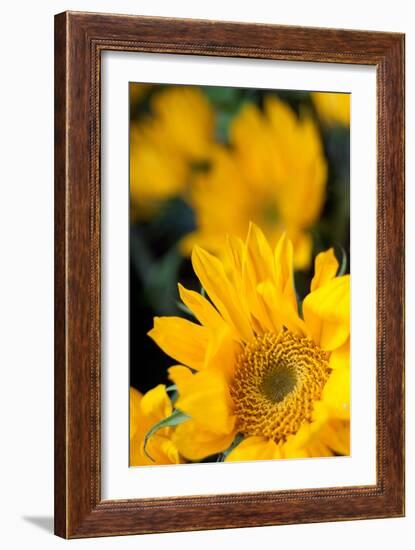 Yellow Sunflowers-Erin Berzel-Framed Photographic Print