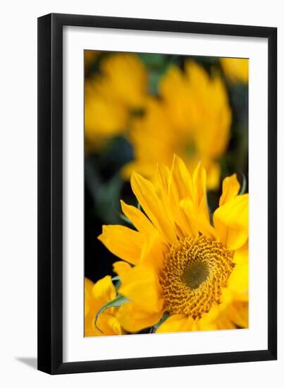 Yellow Sunflowers-Erin Berzel-Framed Photographic Print