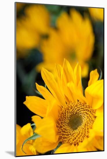 Yellow Sunflowers-Erin Berzel-Mounted Photographic Print