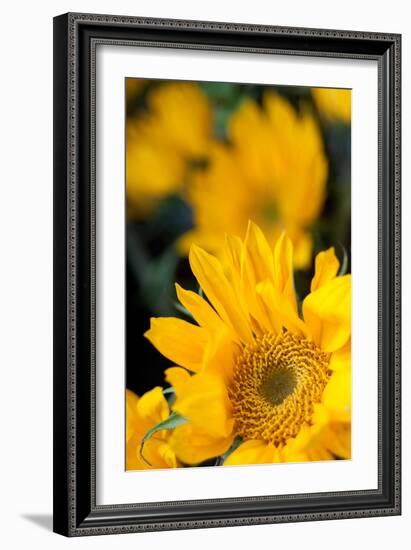 Yellow Sunflowers-Erin Berzel-Framed Photographic Print