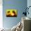 Yellow Sunset - In the Style of Oil Painting-Philippe Hugonnard-Premium Giclee Print displayed on a wall