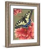 Yellow Swallowtail-Marilyn Barkhouse-Framed Art Print