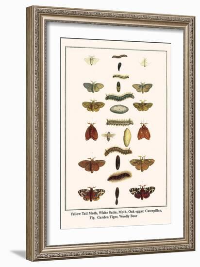 Yellow Tail Moth, White Satin, Moth, Oak Eggar, Caterpillar, Fly, Garden Tiger, Woolly Bear-Albertus Seba-Framed Art Print