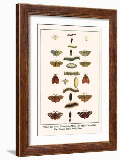 Yellow Tail Moth, White Satin, Moth, Oak Eggar, Caterpillar, Fly, Garden Tiger, Woolly Bear-Albertus Seba-Framed Art Print