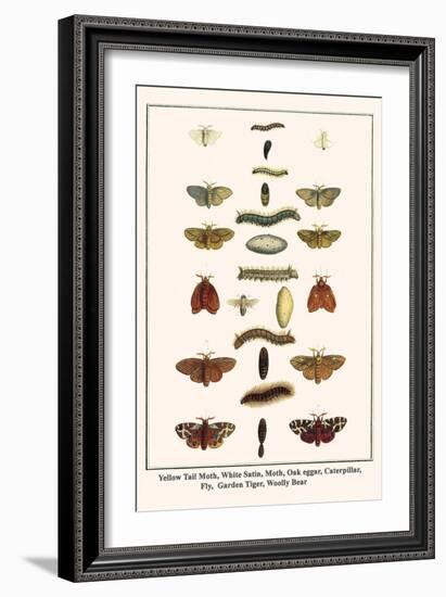 Yellow Tail Moth, White Satin, Moth, Oak Eggar, Caterpillar, Fly, Garden Tiger, Woolly Bear-Albertus Seba-Framed Art Print