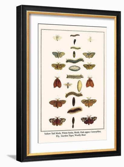 Yellow Tail Moth, White Satin, Moth, Oak Eggar, Caterpillar, Fly, Garden Tiger, Woolly Bear-Albertus Seba-Framed Art Print